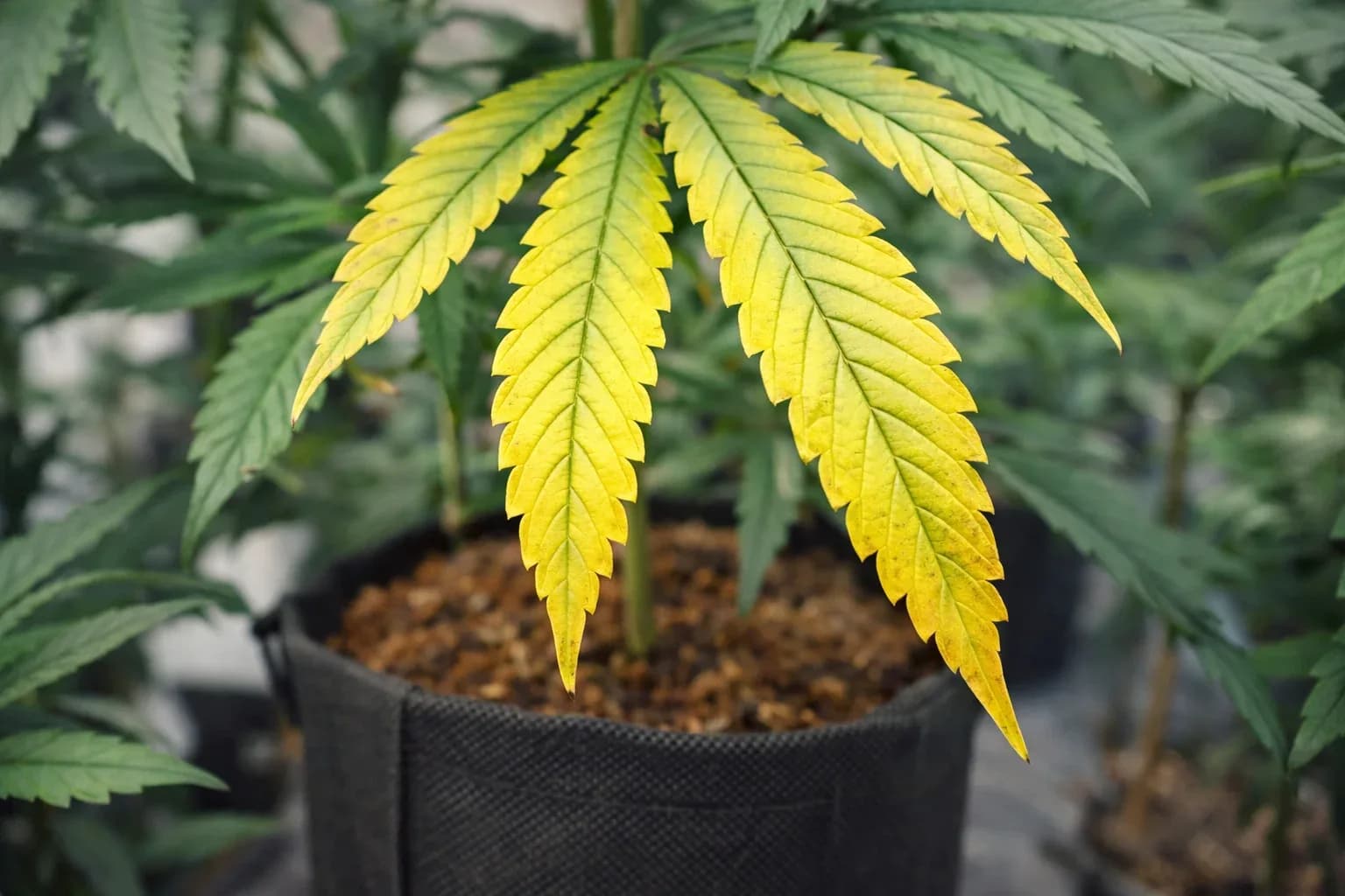 Gelbe Cannabisblätter durch einen Düngungsfehler im Indoor-Anbau